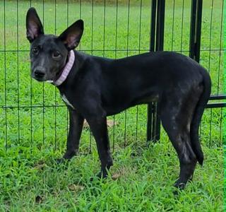 Kima, Pharaoh Hound Mix, young, available for adoption