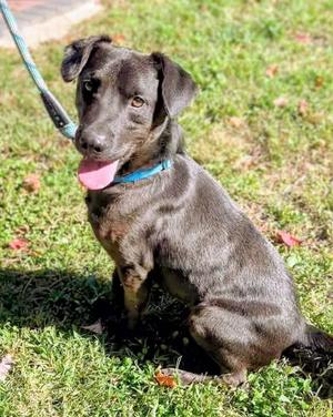 Chewy, Labrador Retriever Mix, young, available for adoption