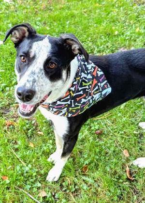 Poppy, Collie - Smooth Mix, young, available for adoption