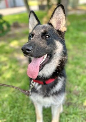 Cortana, German Shepherd Dog Mix, adult, available for adoption