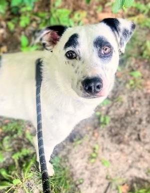A white dog with black spots on its face and ears, wearing a black leash, looking up at the camera.