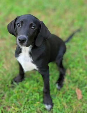 Natsu, Beagle and Welsh Springer Spaniel, puppy, available for adoption