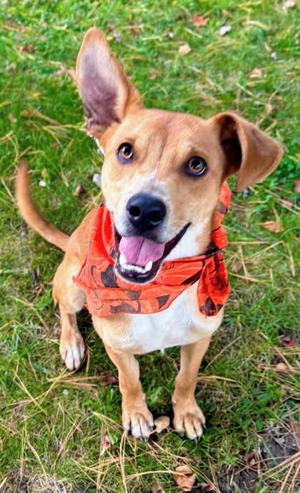 Freddy, Mixed Breed, young, available for adoption