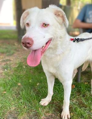 Jasmine, Great Pyrenees and Labrador Retriever, young, available for adoption