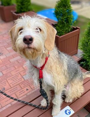 Luminara, Mixed Breed, young, available for adoption