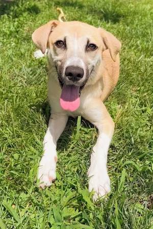 Lula Bell, Mixed Breed, puppy, available for adoption
