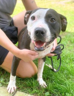 Freyja, Mixed Breed, adult, available for adoption