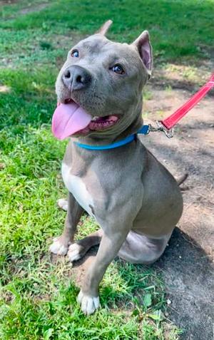 Marsh, Pit Bull Terrier Mix, adult, available for adoption