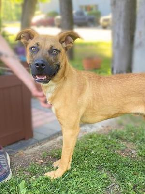 A medium-sized, tan-colored dog with dark markings around its eyes and muzzle stands on grass. The dog has floppy ears and is looking towards the camera with its mouth slightly open.