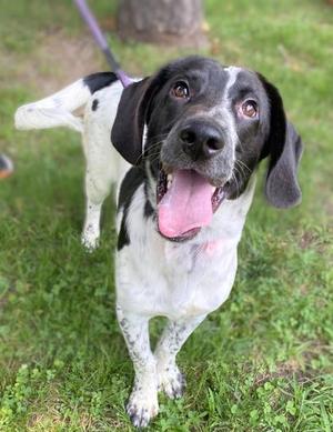 Blip, Mixed Breed, young, available for adoption