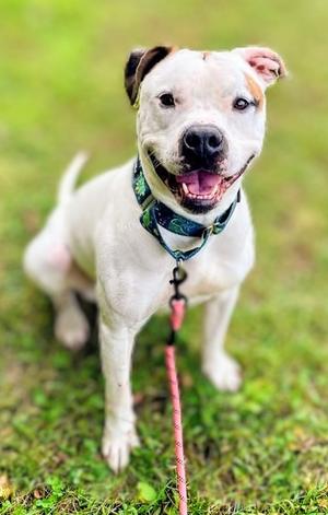 Azgard, Mixed Breed, adult, available for adoption