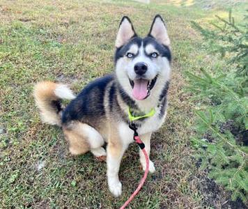 A happy husky dog with blue eyes and a black and white coat, sitting on grass with a green leash attached to its collar.