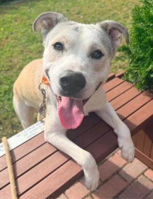 Ledger, Australian Cattle Dog and Labrador Retriever, adult, available for adoption