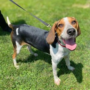 Cancun, Hound Mix, young, available for adoption