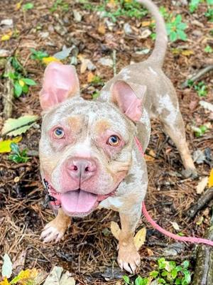 Kratos, Mixed Breed, adult, available for adoption