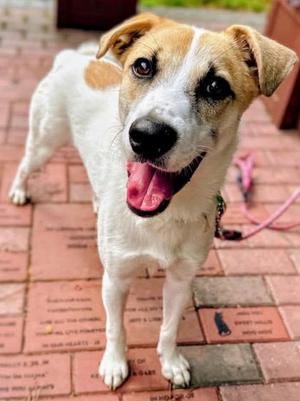 Barley, Mixed Breed, young, available for adoption