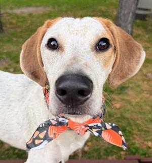 Patch, Hound Mix, young, available for adoption