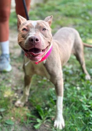 Firefly, Mixed Breed, young, available for adoption