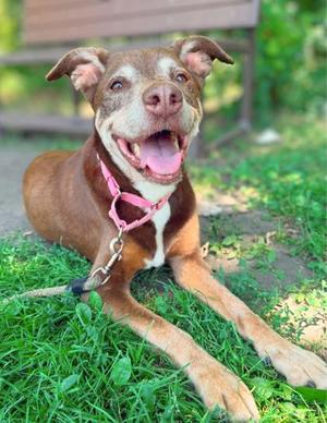 Angel *In Foster Care*, Labrador Retriever Mix, senior, available for adoption