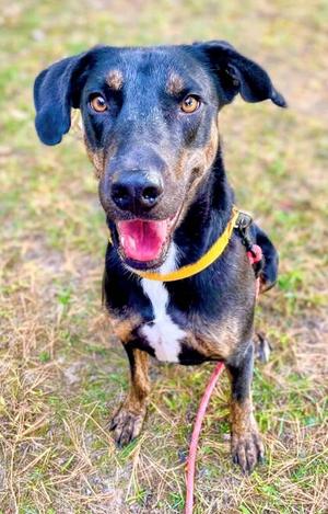 Myra, Mixed Breed, young, available for adoption