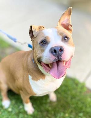 Gucci, Pit Bull Terrier Mix, adult, available for adoption