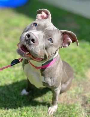 Unique, Mixed Breed, adult, available for adoption