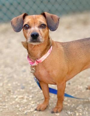A brown dog with floppy ears wearing a pink collar and blue leash