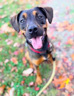 Salted Caramel, German Shepherd Dog Mix, young, available for adoption