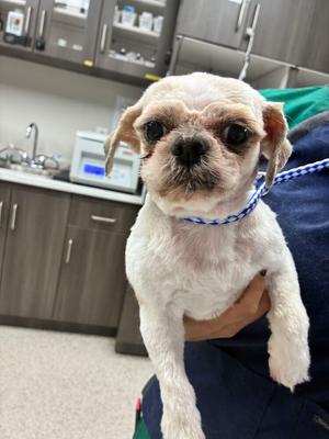 Beaker, Shih Tzu, senior, available for adoption