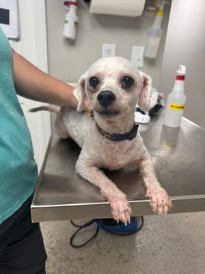 A small white dog with a black and blue patterned collar lying on a metal table in a veterinary clinic. A person's arm is visible on the left side of the image, petting the dog.