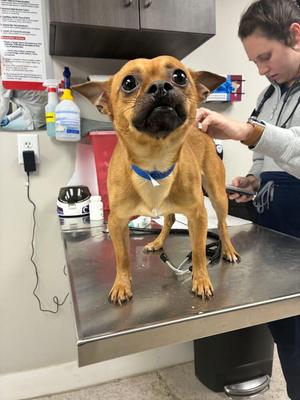 Sebastian, Chihuahua, adult, available for adoption