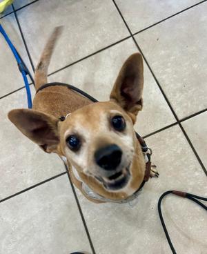 Zeus, Chihuahua, adult, available for adoption