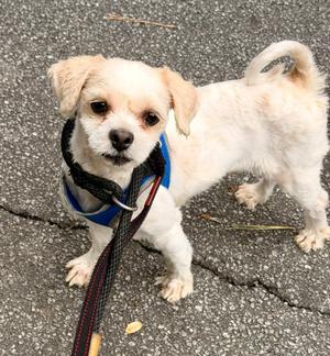 Swiffer, Shih Tzu, young, available for adoption