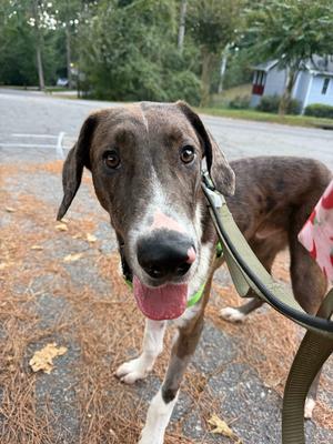 Oak, Bloodhound, puppy, available for adoption