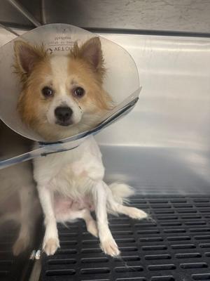 Niko, Pomeranian / Chihuahua, puppy, available for adoption