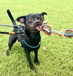 Puppuchino, Terriers (Medium), young, available for adoption