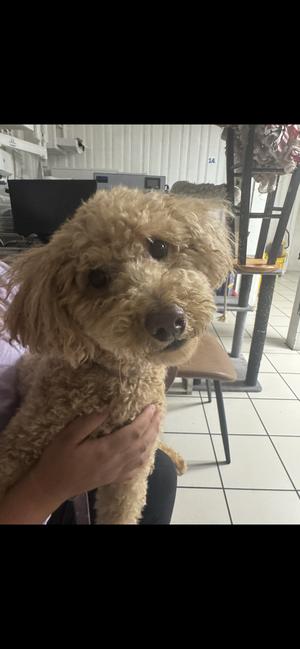 Ginny, Goldendoodle, adult, available for adoption