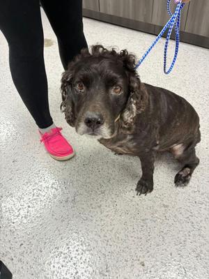 Hunter, Boykin Spaniel, senior, available for adoption