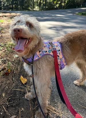 Honey, Poodle (Standard), young, available for adoption