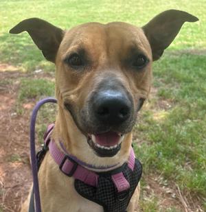 A brown dog with floppy ears wearing a purple harness and leash, standing on grass.