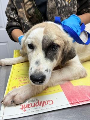 Birch, Great Pyrenees, puppy, available for adoption