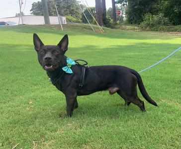 Diablo, American Staffordshire Terrier, young, available for adoption
