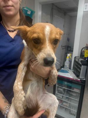 Sapling, Australian Cattle Dog, young, available for adoption