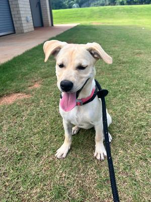 A light-colored dog with floppy ears sitting on grass, wearing a black leash and a red collar, with its tongue out.
