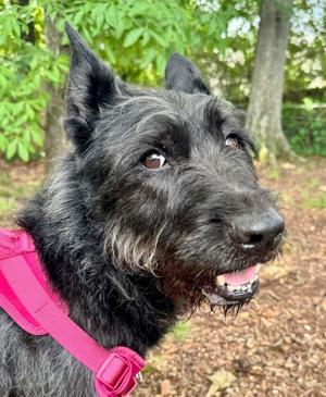 Dawn, Terriers (Medium), adult, available for adoption