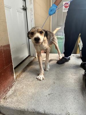 Kazooie, Labradoodle, young, available for adoption