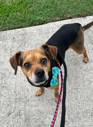 Lorenzo, Terriers (Medium), adult, available for adoption