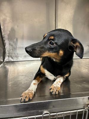 Gelato, Labrador Retriever / Cattle Dog, puppy, available for adoption
