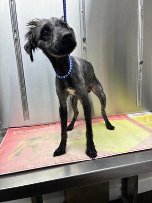 Victory, Terriers (Medium), adult, available for adoption