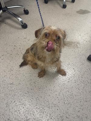a small dog sitting on a tiled floor, licking its nose